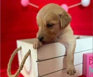 Golden Retriever Puppy for sale in CUB RUN, KY, USA