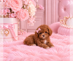 Poodles - Female Poodle (Miniature) Puppy for Sale - Photo #3