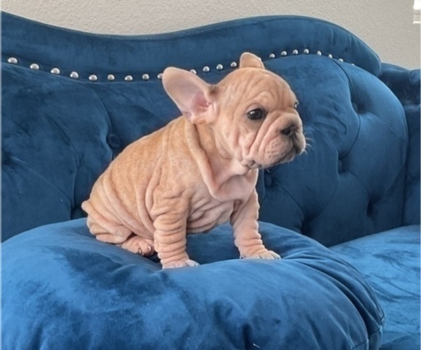 Medium Photo #12 French Bulldog Puppy For Sale in CHOCTAW, OK, USA