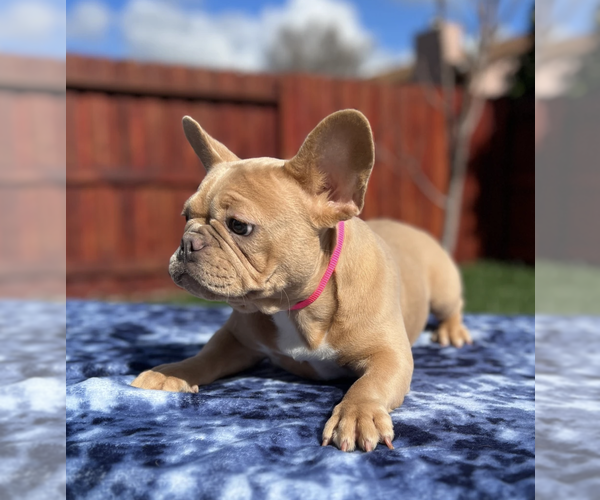 Medium Photo #2 French Bulldog Puppy For Sale in SACRAMENTO, CA, USA