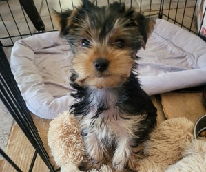 Yorkshire Terrier Puppy for sale in PLACITAS, NM, USA