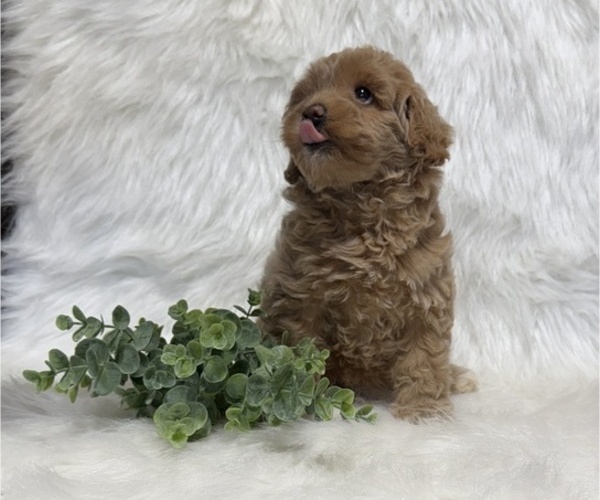 Medium Photo #4 Goldendoodle (Miniature) Puppy For Sale in WITHEE, WI, USA