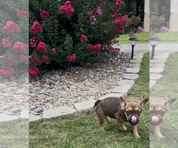 Medium Photo #11 French Bulldog Puppy For Sale in RADCLIFF, KY, USA
