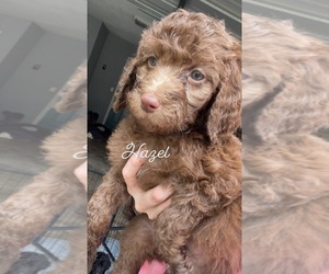 Goldendoodle-Poodle (Standard) Mix Puppy for sale in BROKEN BOW, OK, USA