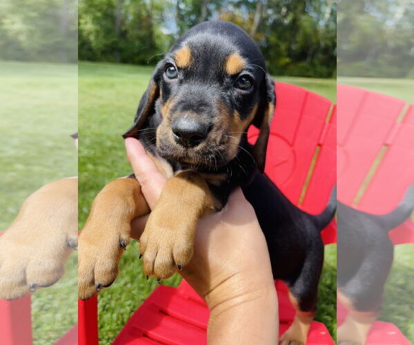 Medium Photo #1 Labrador Retriever Puppy For Sale in Winter, WI, USA