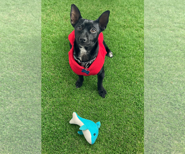 Medium Photo #4 Chihuahua-Unknown Mix Puppy For Sale in San Francisco, CA, USA