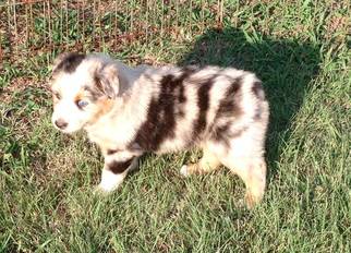 Australian Shepherd Puppy for sale in DECATUR, TX, USA