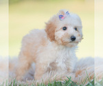 Small Photo #80 Goldendoodle (Miniature) Puppy For Sale in WARSAW, IN, USA