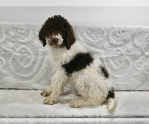Poodle (Standard) Puppy for Sale in SUGARCREEK, Ohio USA