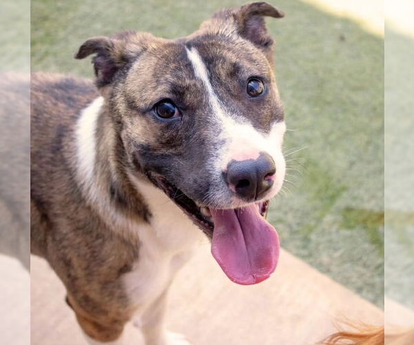 Medium Photo #6 American Staffordshire Terrier Puppy For Sale in Amarillo, TX, USA