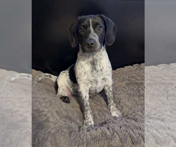 Medium Photo #15 Bluetick Coonhound-Unknown Mix Puppy For Sale in pomfret, CT, USA