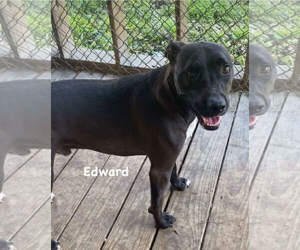 Medium Photo #5 Mutt Puppy For Sale in Ridgefield, CT, USA