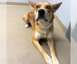 Carolina Dog-Unknown Mix Dogs for adoption in Aurora, CO, USA