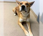 IGOR - Male Carolina Dog-Unknown Mix Dog for Adoption - Small photo