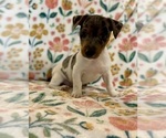 Small Photo #23 Jack Russell Terrier Puppy For Sale in FORT PIERCE, FL, USA
