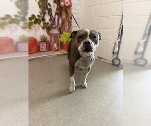 Mutt Dogs for adoption in San Bernardino, CA, USA