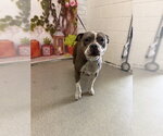 Small Mutt