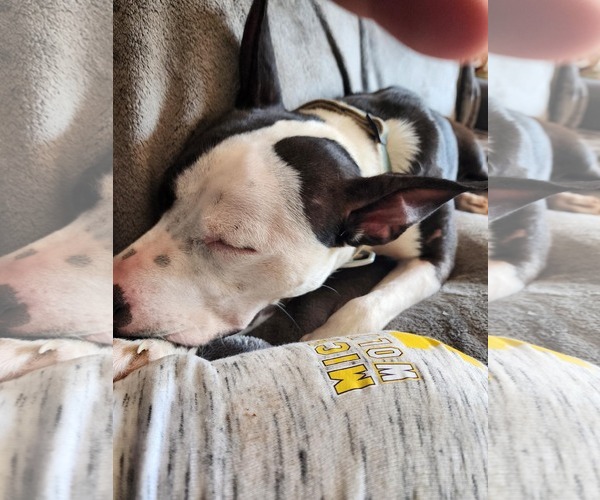 Medium Photo #7 American Pit Bull Terrier-Unknown Mix Puppy For Sale in Germantown, OH, USA