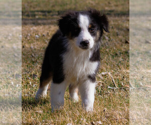 Miniature Australian Shepherd Puppy for Sale in KEOTA, Iowa USA