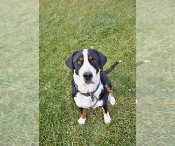 Medium Photo #2 Greater Swiss Mountain Dog Puppy For Sale in BELLEFONTE, PA, USA