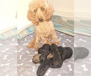 Poodle (Miniature) Puppy for Sale in HOMERVILLE, Georgia USA