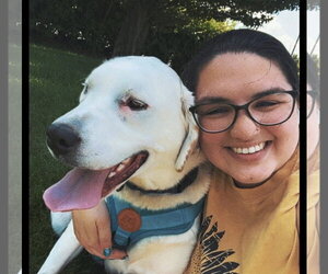 Bill - Male Mutt Dog for Adoption - Photo #3
