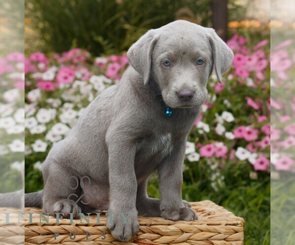 Medium Photo #1 Labrador Retriever Puppy For Sale in MORGANTOWN, PA, USA