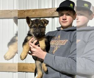 German Shepherd Dog Puppy for Sale in OSCEOLA, Iowa USA