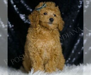 Poodle (Toy) Puppy for sale in WARSAW, IN, USA