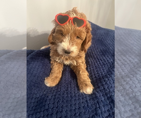 Medium Photo #9 Goldendoodle (Miniature) Puppy For Sale in LOVES PARK, IL, USA