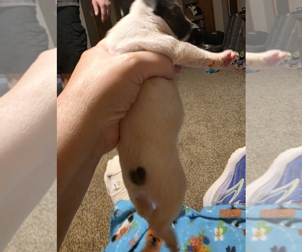 Medium Photo #40 French Bulldog Puppy For Sale in ASHLAND, OH, USA