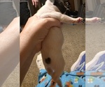 Small #7 French Bulldog
