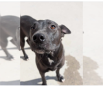 Small #7 Australian Kelpie