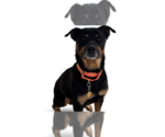 Small #26 Rottweiler