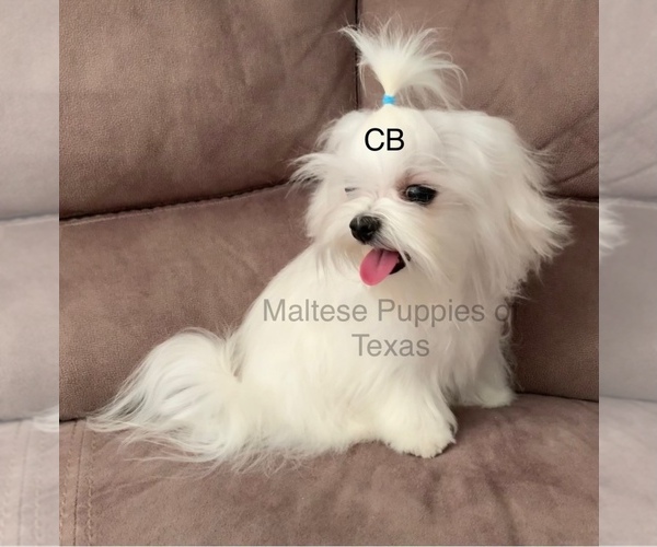 Medium Photo #1 Maltipoo Puppy For Sale in DALLAS, TX, USA