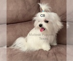 Small Photo #1 Maltipoo Puppy For Sale in DALLAS, TX, USA