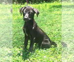 Small #2 Labrador Retriever Mix