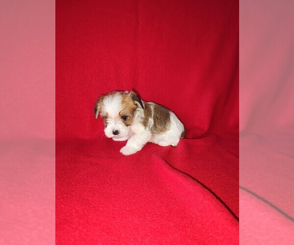 Medium Photo #7 Morkie Puppy For Sale in LAPEER, MI, USA