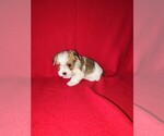 Small Photo #29 Morkie Puppy For Sale in LAPEER, MI, USA