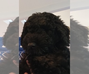 Double Doodle Puppy for sale in JEFFERSONTOWN, KY, USA