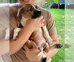 Small #2 American Pit Bull Terrier Mix