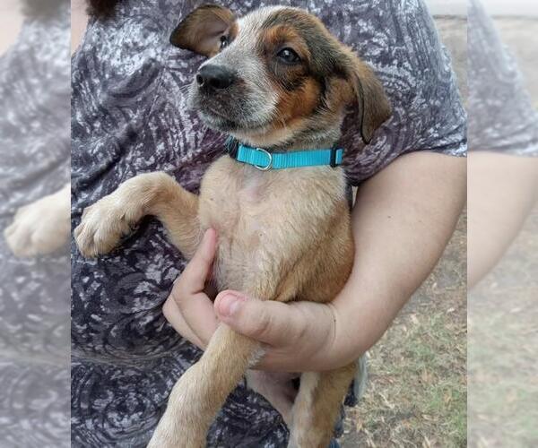 Medium Photo #3 Black Mouth Cur-Unknown Mix Puppy For Sale in Rockwall, TX, USA