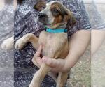 Small #2 Black Mouth Cur Mix