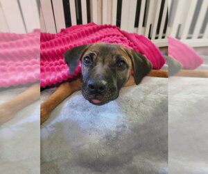 American Pit Bull Terrier-Bulldog Mix Dogs for adoption in Raleigh, NC, USA