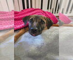 Amelia - Female American Pit Bull Terrier-Bulldog Mix Dog for Adoption - Small photo