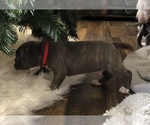 Small Photo #20 American Pit Bull Terrier Puppy For Sale in MOORESBURG, TN, USA
