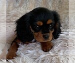 Small Photo #3 Cavalier King Charles Spaniel Puppy For Sale in ORRTANNA, PA, USA