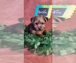 Small Photo #18 Yorkshire Terrier Puppy For Sale in AKRON, OH, USA