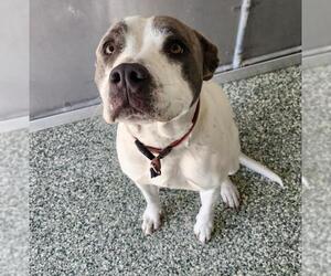 American Pit Bull Terrier Dogs for adoption in Salisbury, NC, USA