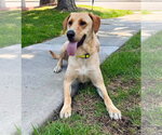 Small #2 Labrador Retriever